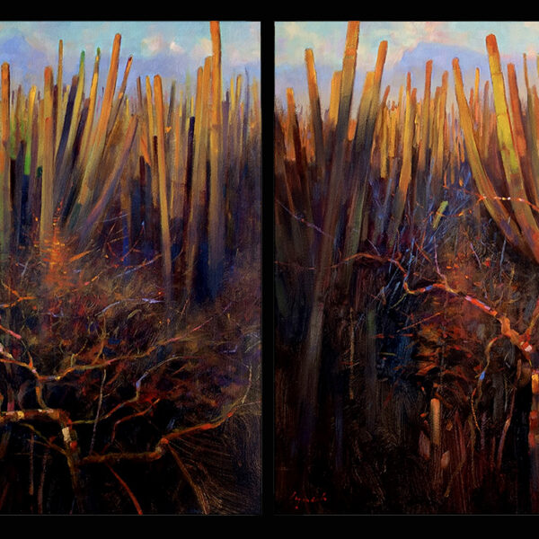 Cactus Forest, Baja 48 X 48 X 2  - Ida Victoria Gallery
